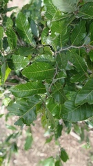 Microdesmia arborea