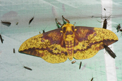 Eacles imperialis pini