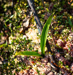 Maianthemum trifolium