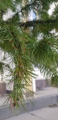 Larix sibirica