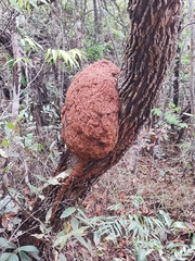 Constrictotermes cyphergaster