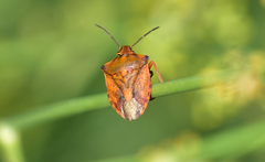Carpocoris purpureipennis