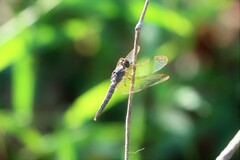 Neurothemis fluctuans