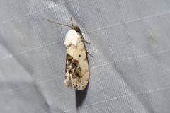 Ponometia erastrioides