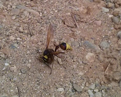 Delta unguiculatum