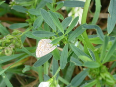 Polyommatus icarus