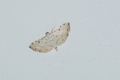 Pycnarmon cribrata