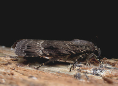 Amphipyra pyramidea