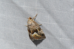 Deltote bellicula
