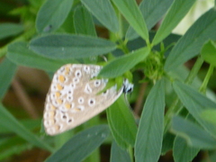 Polyommatus icarus