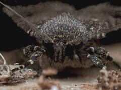 Amphipyra pyramidea
