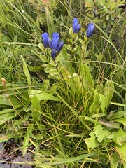 Gentiana calycosa