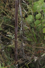 Chaerophyllum bulbosum