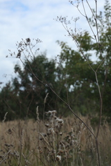 Chaerophyllum bulbosum