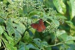 Junonia hedonia