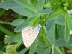 Polyommatus icarus