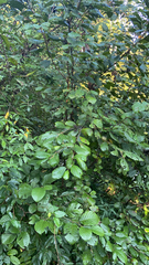 Alnus serrulata
