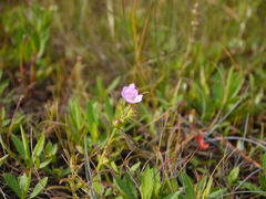 Agalinis neoscotica