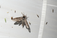 Sphinx poecila