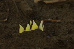 Appias lyncida