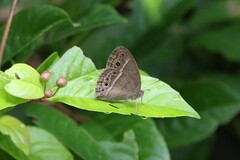 Mycalesis perseoides