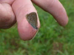 Polyommatus icarus