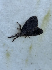 Dasychira obliquata