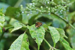 Taractrocera archias