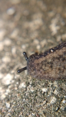 Veronicellidae