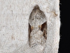 Acleris macdunnoughi