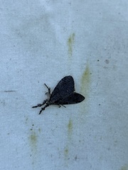 Dasychira obliquata