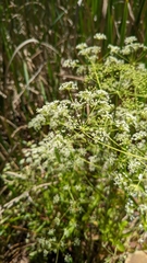 Oenantheae