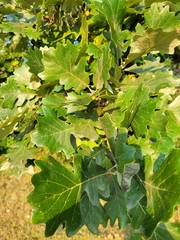 Quercus macrocarpa