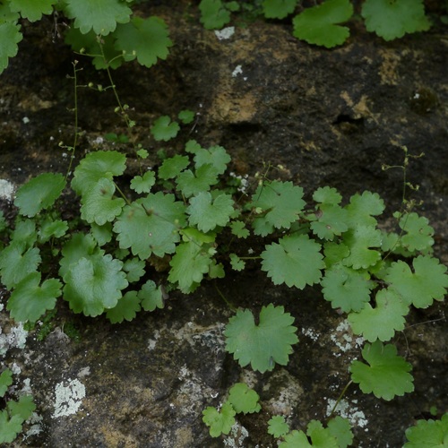 Uolaskėliniai nuotrauka