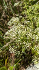Oenantheae