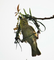 Ploceus cucullatus spilonotus