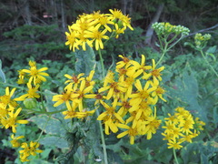 Jacobaea cannabifolia