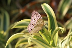 Junonia atlites