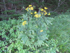 Jacobaea cannabifolia