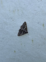 Digrammia continuata