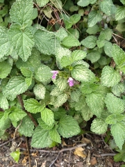 Ballota nigra
