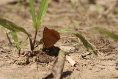 Charaxes bernardus