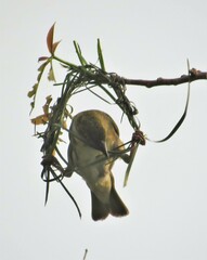 Ploceus cucullatus spilonotus