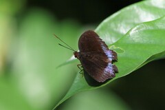 Lexias dirtea