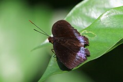 Lexias dirtea