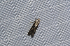 Blastodacna atra