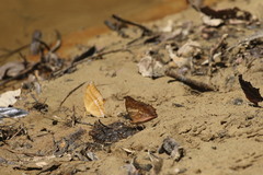 Charaxes bernardus