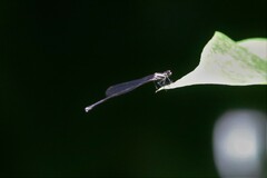 Prodasineura collaris