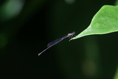 Prodasineura collaris