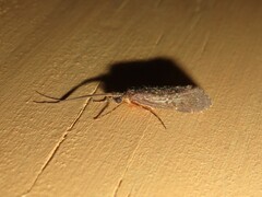 Hydrobiosidae